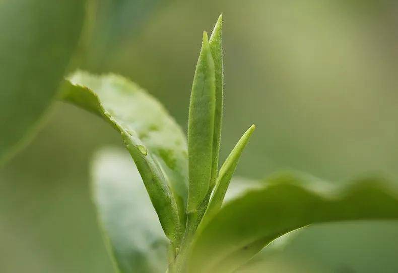 十年白茶白毫銀針的價(jià)格多少錢一斤，十年陳福鼎老白茶多少錢一斤