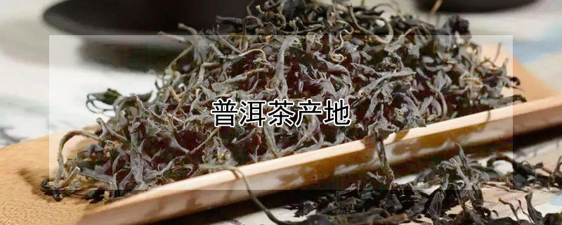 普洱茶產(chǎn)地（普洱茶產(chǎn)自哪里）