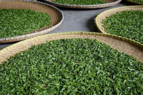 南京雨花茶是什么茶，南京雨花茶屬于哪類茶