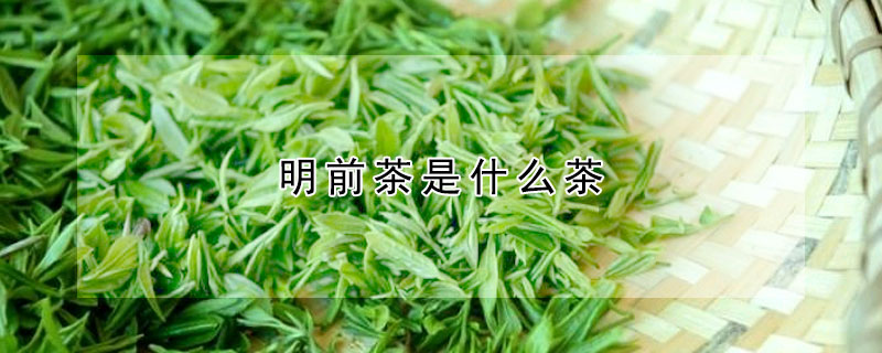 明前茶是什么茶？有什么特點(diǎn)