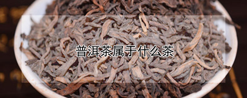 普洱茶屬于什么茶（普洱茶屬于哪種茶）