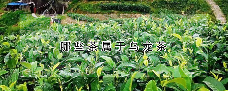 哪些茶屬于烏龍茶？