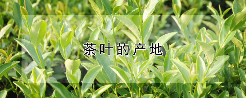 茶葉的產(chǎn)地（茶葉產(chǎn)自哪里）