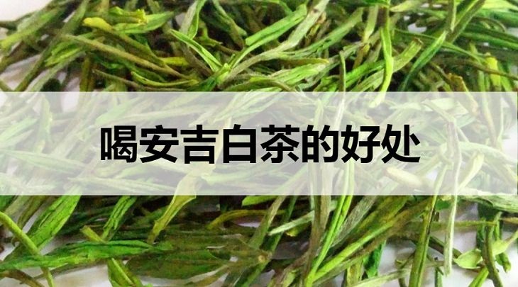 喝安吉白茶的好處有哪些？