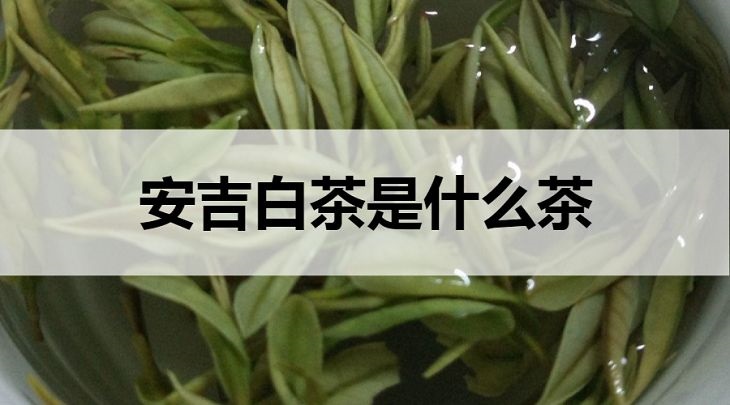 安吉白茶是什么茶？