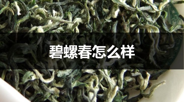 碧螺春怎么樣？