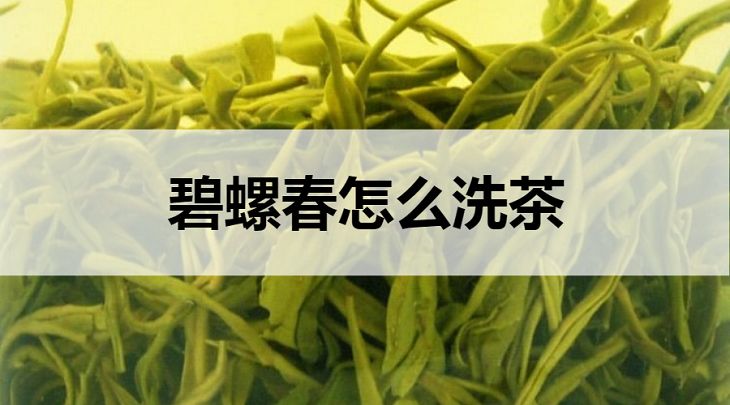 碧螺春怎么洗茶？