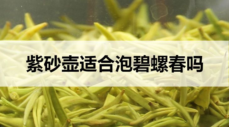 紫砂壺適合泡碧螺春嗎？