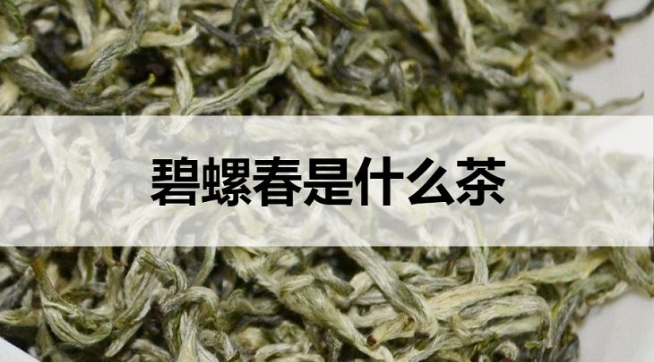 碧螺春是什么茶？