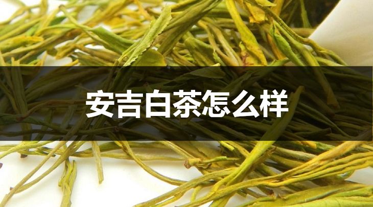 安吉白茶怎么樣？