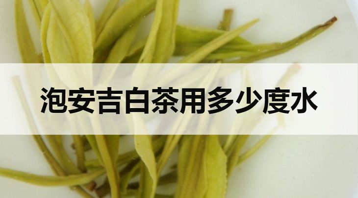 安吉白茶要用多少度的水泡？