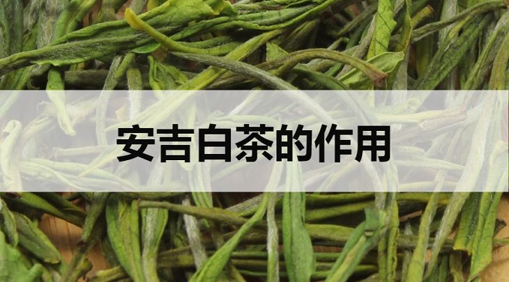 安吉白茶的作用有哪些？