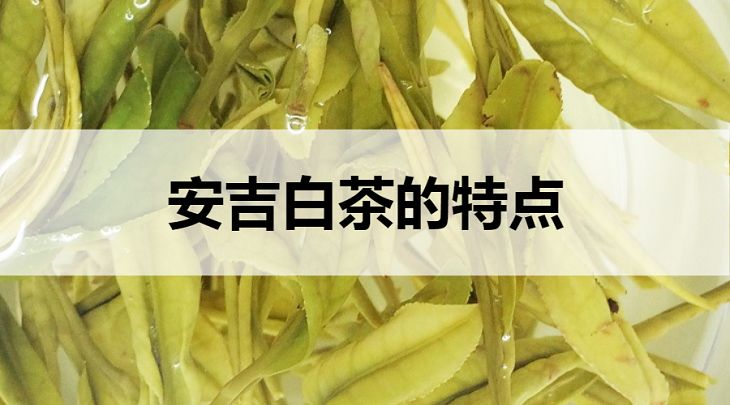 安吉白茶的特點(diǎn)有哪些？