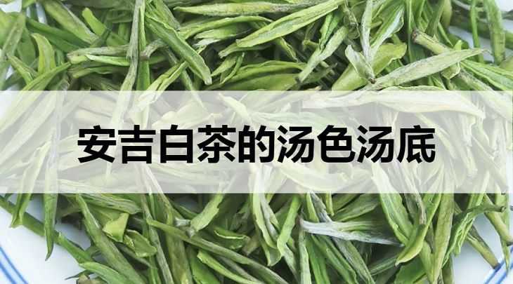 安吉白茶的湯底湯色什么樣？