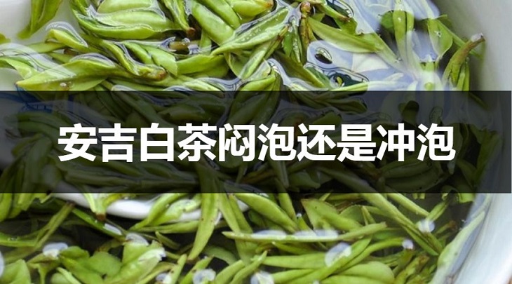 安吉白茶悶泡還是沖泡？