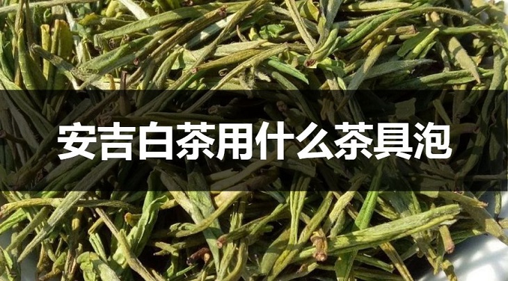 安吉白茶用什么茶具泡？