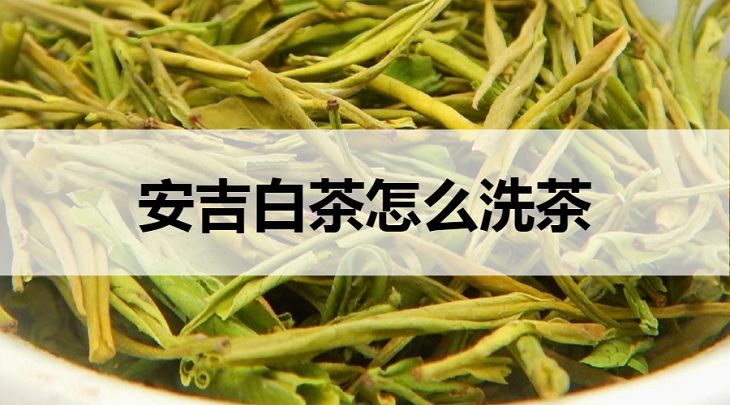 安吉白茶如何洗茶？