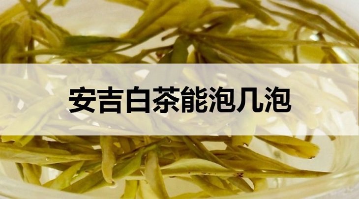 安吉白茶能泡幾泡？