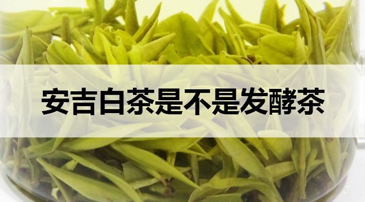 安吉白茶是不是發(fā)酵茶？