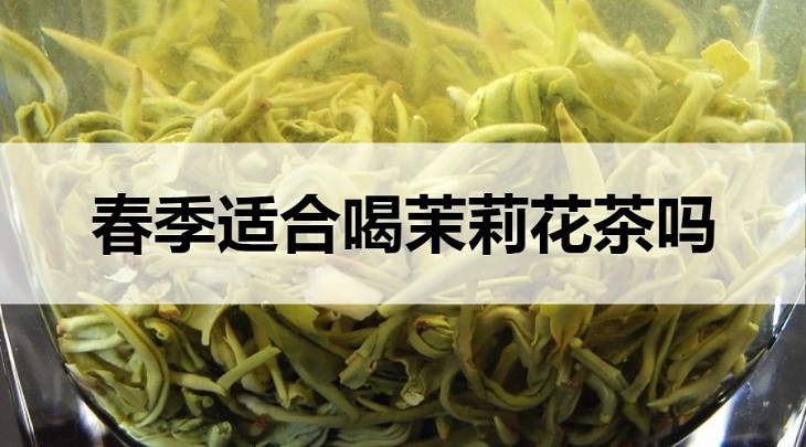 春天能喝茉莉花茶嗎？