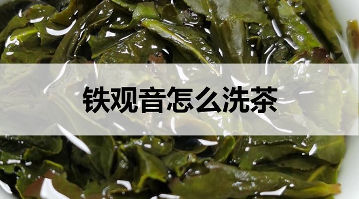 鐵觀音怎么洗茶？