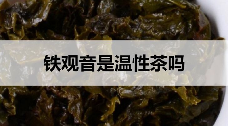 鐵觀音是溫性茶嗎？