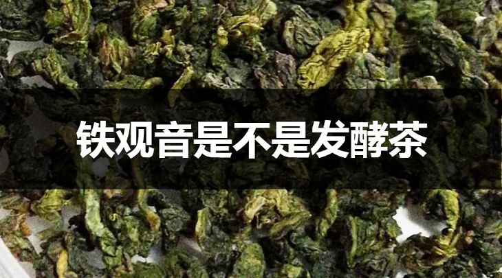 鐵觀音是不是發(fā)酵茶？