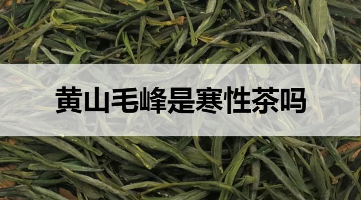 黃山毛峰是寒性茶嗎？