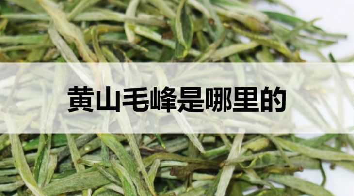 黃山毛峰茶是哪里的？