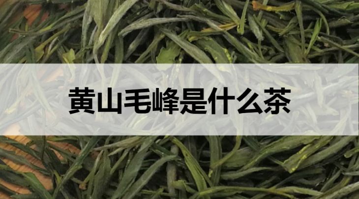 黃山毛峰是什么茶？