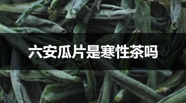 六安瓜片是寒性茶嗎？