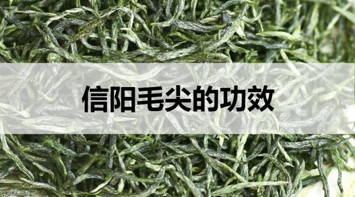 信陽毛尖的功效有哪些？