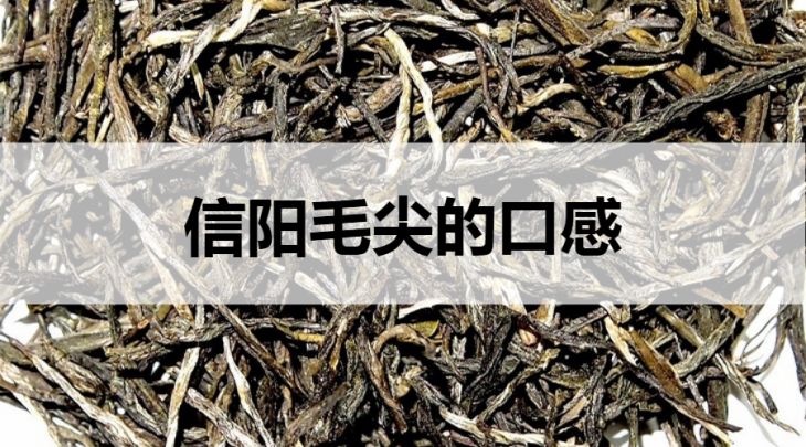 信陽(yáng)毛尖的口感什么樣？