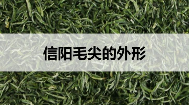 信陽(yáng)毛尖的外形什么樣？