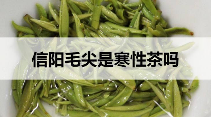 信陽毛尖是寒性茶嗎？