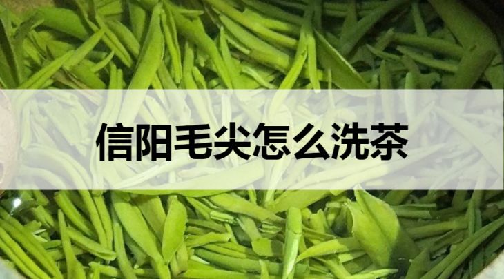 信陽毛尖怎么洗茶？