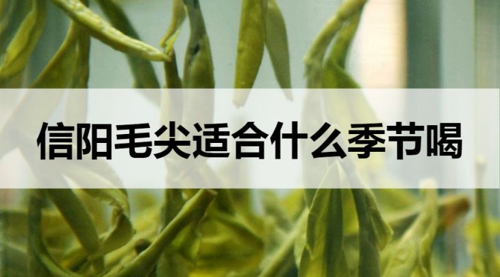 信陽毛尖適合什么季節(jié)喝？