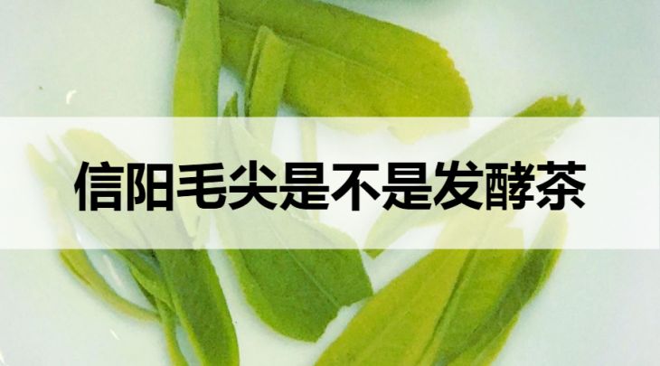 信陽(yáng)毛尖是不是發(fā)酵茶？