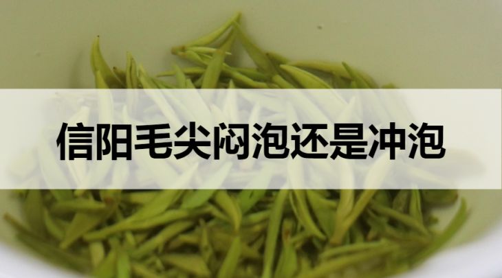 信陽毛尖悶泡還是沖泡？