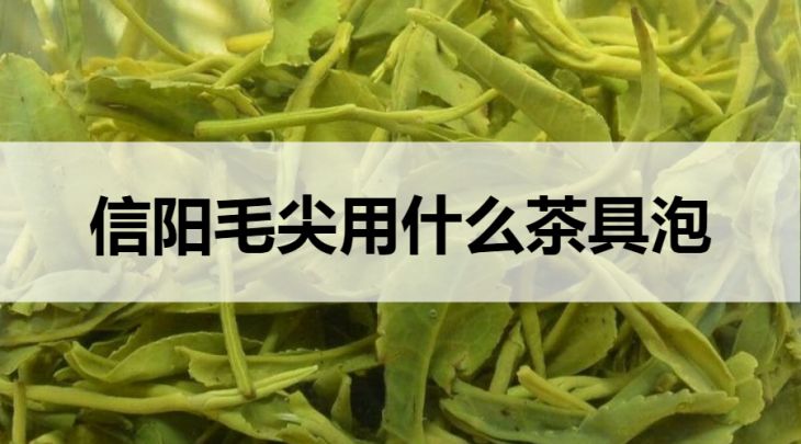 信陽毛尖用什么茶具泡？