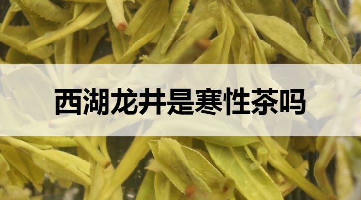 西湖龍井是寒性茶嗎？