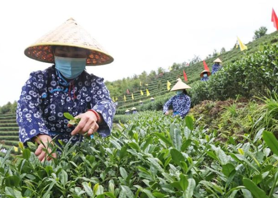 借力“茶科技”，安溪茶產(chǎn)業(yè)再啟航