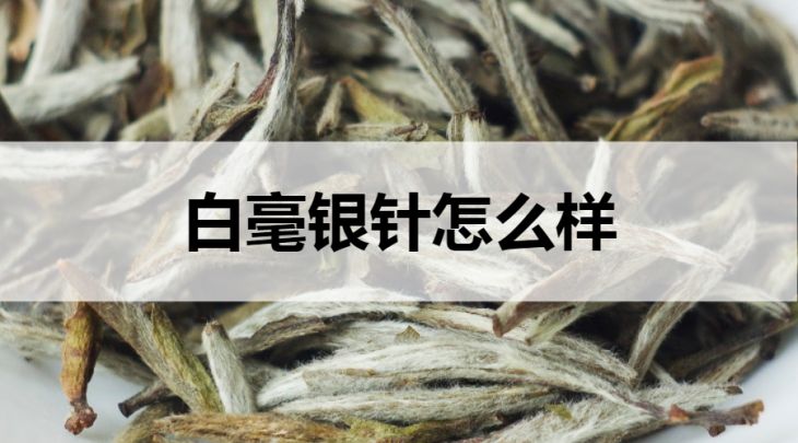 白毫銀針怎么樣？