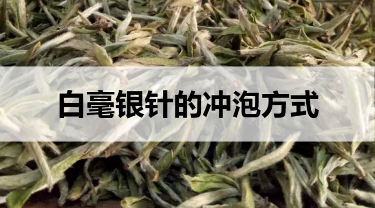 白毫銀針的沖泡方式