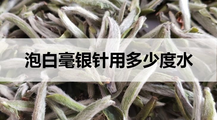 沖泡白毫銀針需要多少度水？