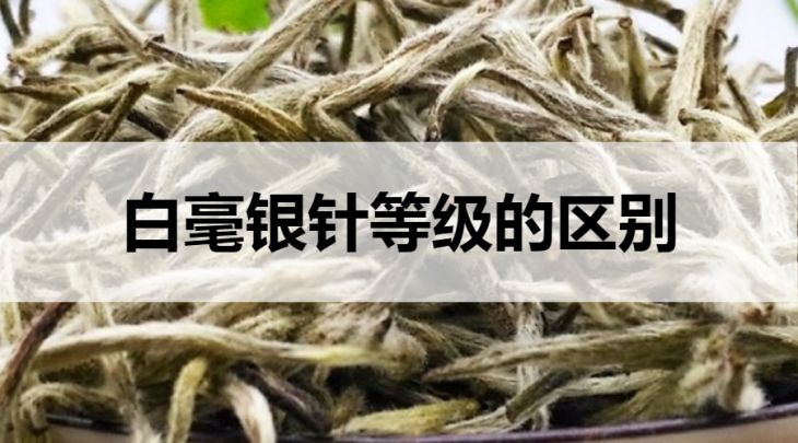 白毫銀針等級(jí)的區(qū)別