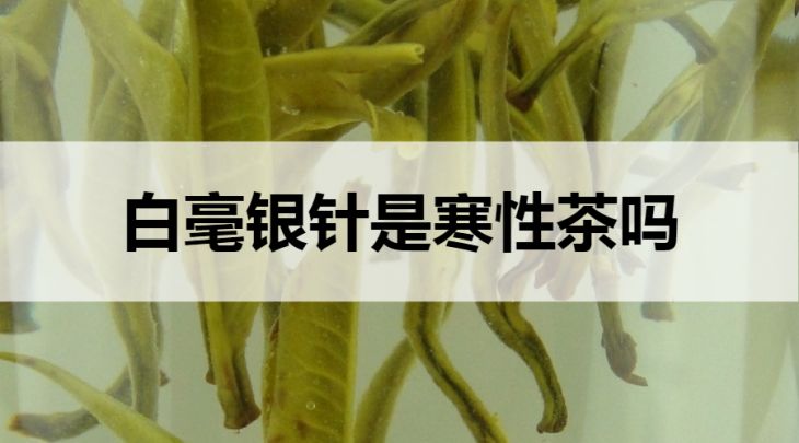 白毫銀針是寒性茶嗎？