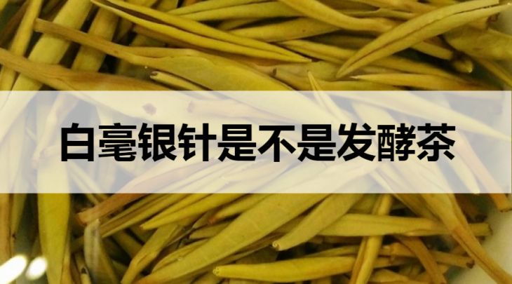 白毫銀針是不是發(fā)酵茶？