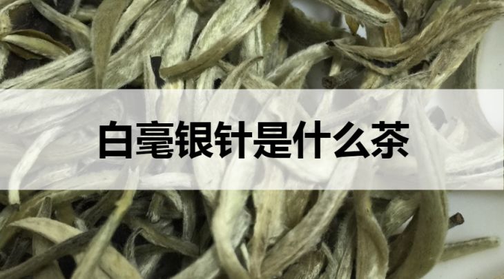 白毫銀針是什么茶？