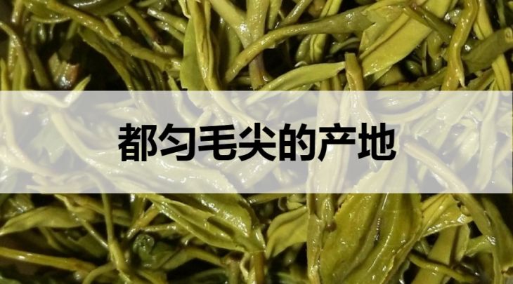 都勻毛尖的產(chǎn)地在哪里？